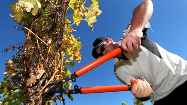 Robots to train vineyard and orchard workers to do a better job