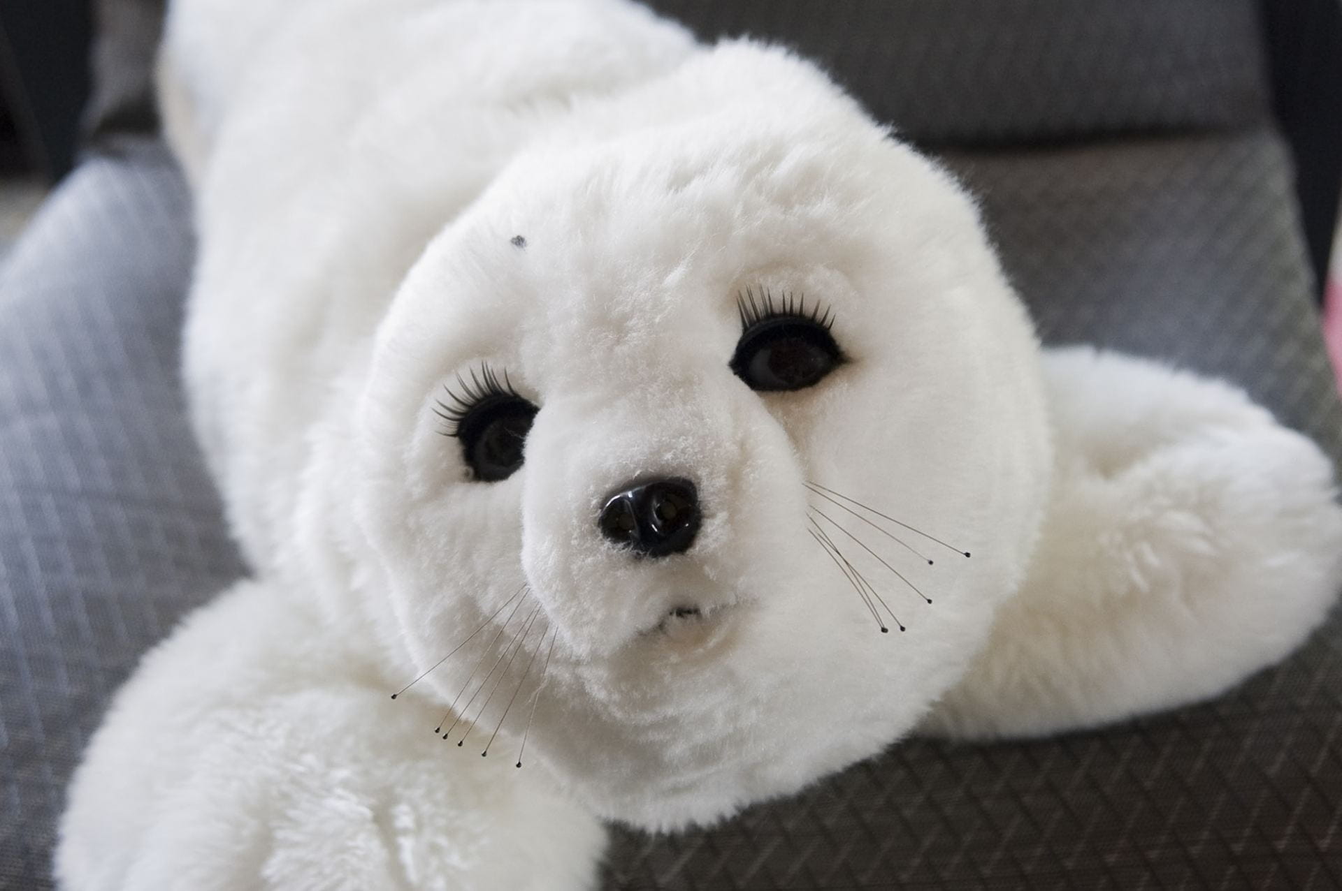 Cute Seal Robots Support Dementia Patients